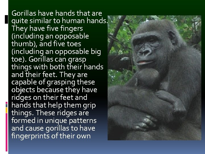 Gorillas have hands that are quite similar to human hands. They have fingers (including