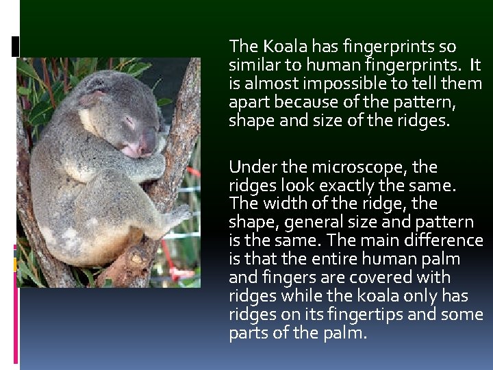 The Koala has fingerprints so similar to human fingerprints. It is almost impossible to