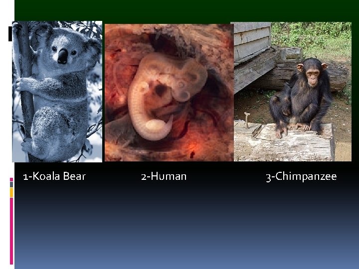 1 -Koala Bear 2 -Human 3 -Chimpanzee 