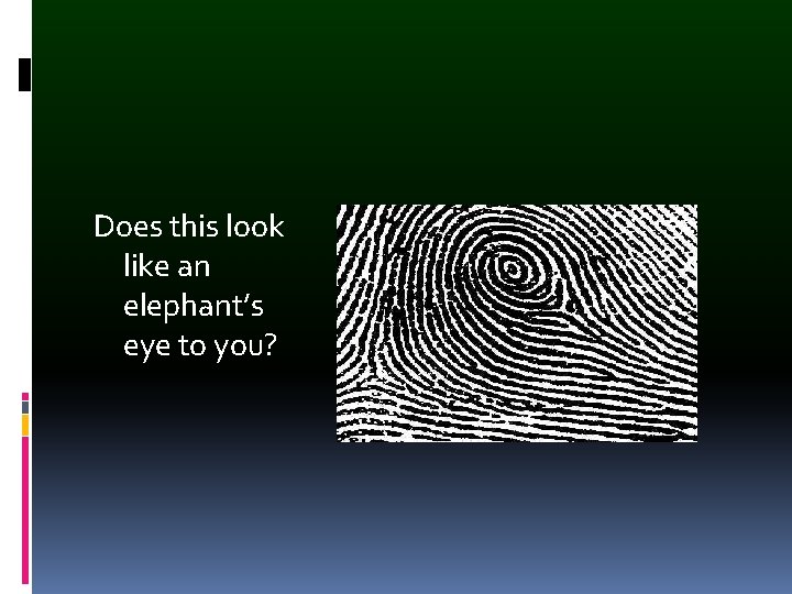 Does this look like an elephant’s eye to you? 