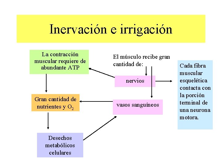 Inervación e irrigación La contracción muscular requiere de abundante ATP El músculo recibe gran