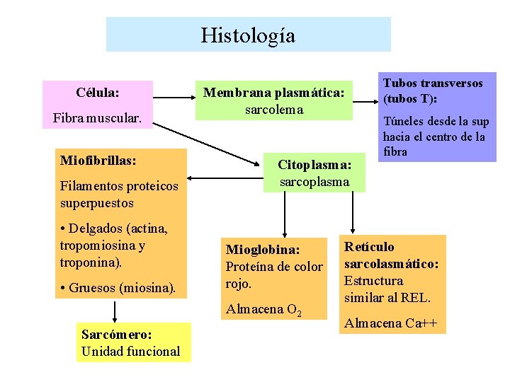 Histología Célula: Fibra muscular. Miofibrillas: Filamentos proteicos superpuestos • Delgados (actina, tropomiosina y troponina).