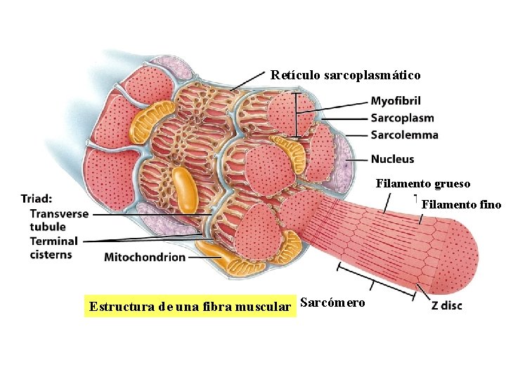 Retículo sarcoplasmático Filamento grueso Filamento fino Estructura de una fibra muscular Sarcómero 