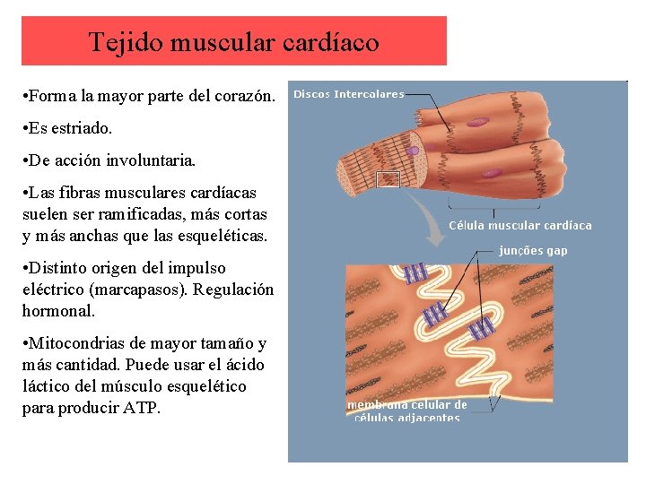 Tejido muscular cardíaco • Forma la mayor parte del corazón. • Es estriado. •