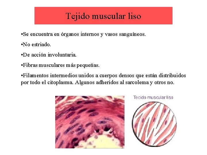 Tejido muscular liso • Se encuentra en órganos internos y vasos sanguíneos. • No
