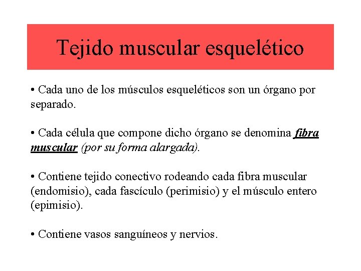 Tejido muscular esquelético • Cada uno de los músculos esqueléticos son un órgano por
