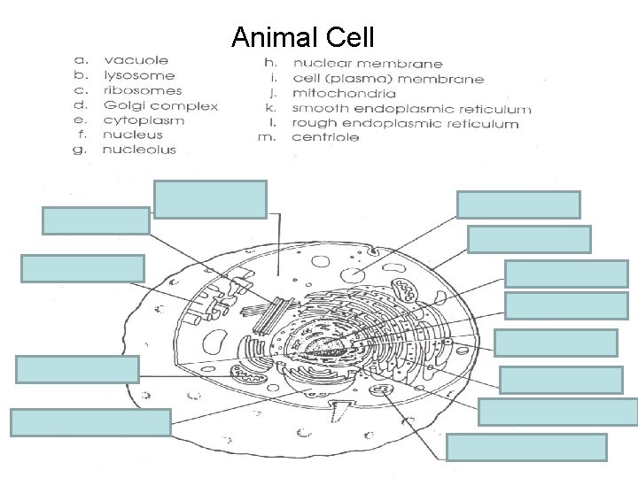 Animal Cell e. cytoplasm m. centriole a. vacuole i. Cell membrane k. Smooth E