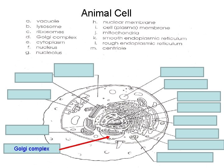 Animal Cell e. cytoplasm m. centriole a. vacuole i. Cell membrane k. Smooth E