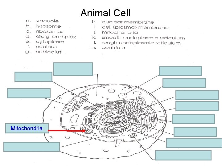 Animal Cell e. cytoplasm m. centriole a. vacuole i. Cell membrane k. Smooth E