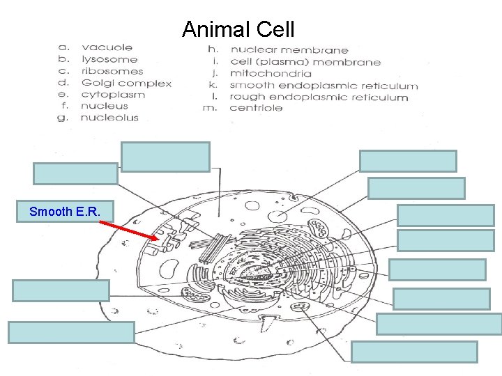 Animal Cell e. cytoplasm m. centriole a. vacuole i. Cell membrane k. Smooth E.