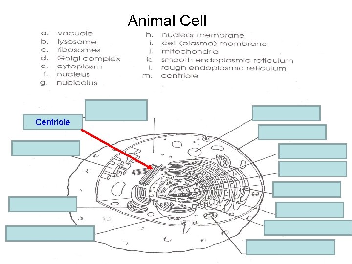 Animal Cell e. cytoplasm m. centriole Centriole k. Smooth E R a. vacuole i.