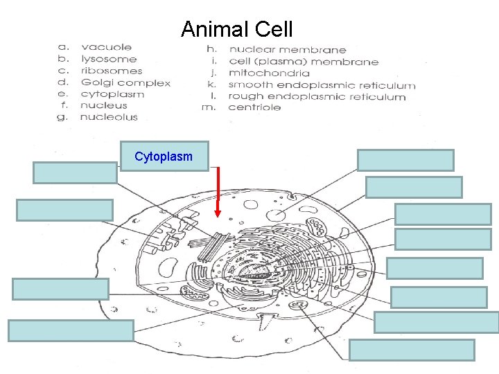 Animal Cell m. centriole e. cytoplasm Cytoplasm a. vacuole i. Cell membrane k. Smooth