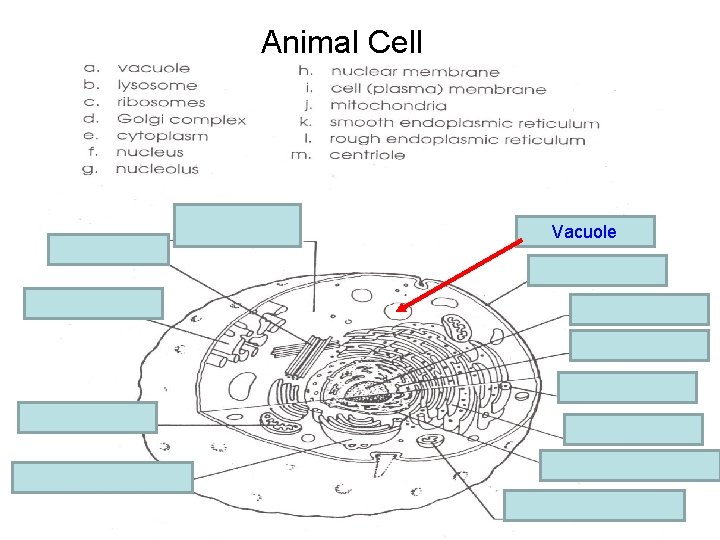 Animal Cell e. cytoplasm m. centriole a. vacuole Vacuole i. Cell membrane k. Smooth