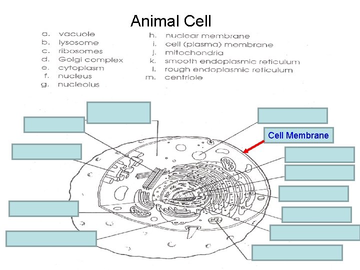 Animal Cell e. cytoplasm m. centriole a. vacuole i. Cell. Membrane membrane k. Smooth