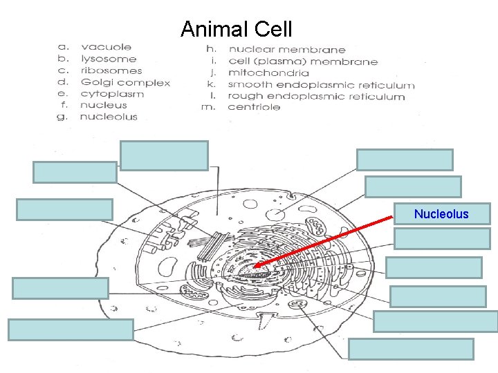 Animal Cell e. cytoplasm m. centriole a. vacuole i. Cell membrane k. Smooth E