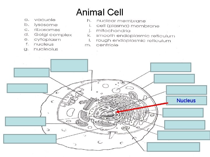 Animal Cell e. cytoplasm m. centriole a. vacuole i. Cell membrane k. Smooth E