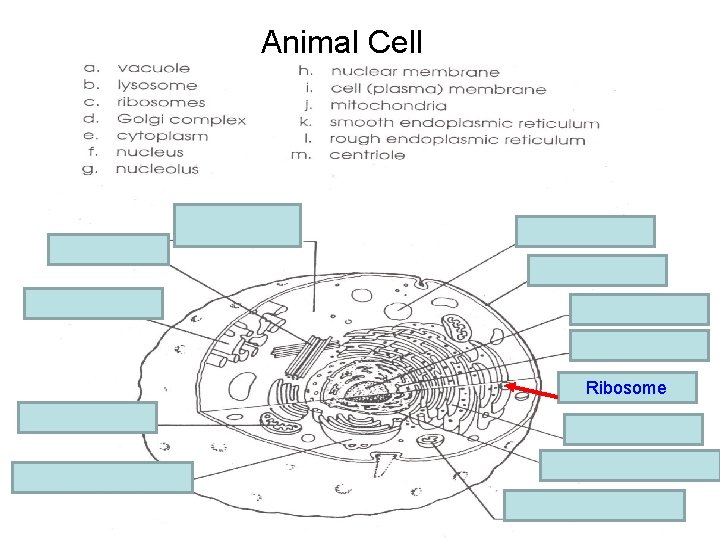 Animal Cell e. cytoplasm m. centriole a. vacuole i. Cell membrane k. Smooth E