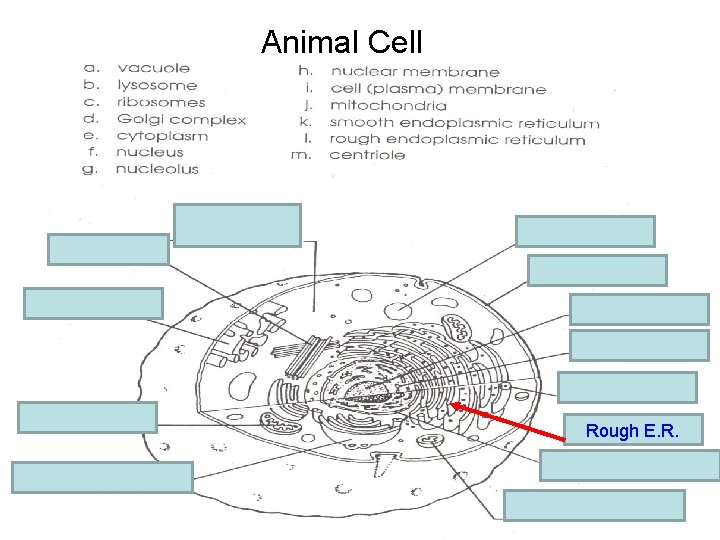 Animal Cell e. cytoplasm m. centriole a. vacuole i. Cell membrane k. Smooth E