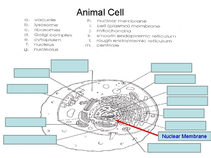 Animal Cell e. cytoplasm m. centriole a. vacuole i. Cell membrane k. Smooth E