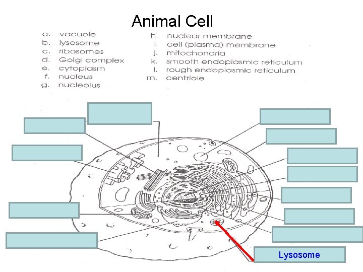 Animal Cell e. cytoplasm m. centriole a. vacuole i. Cell membrane k. Smooth E