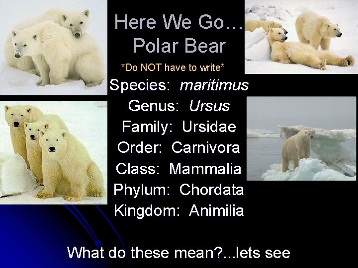 Here We Go… Polar Bear *Do NOT have to write* Species: maritimus Genus: Ursus
