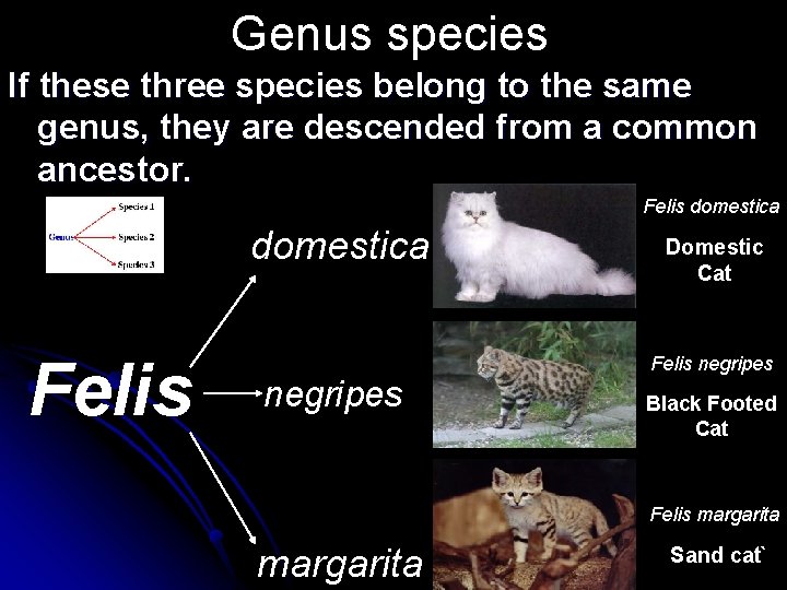 Genus species If these three species belong to the same genus, they are descended