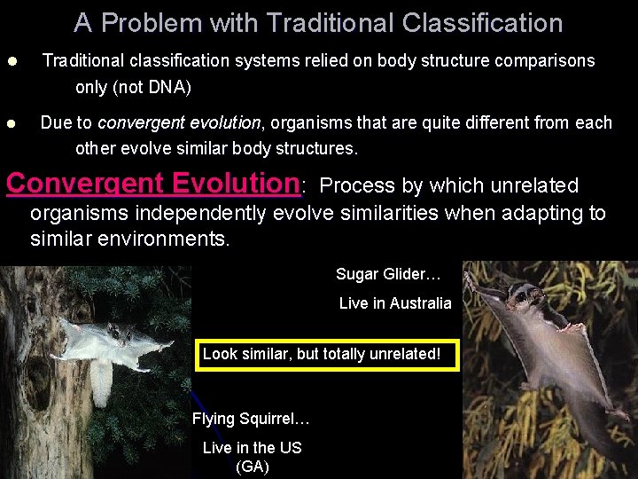 A Problem with Traditional Classification l Traditional classification systems relied on body structure comparisons