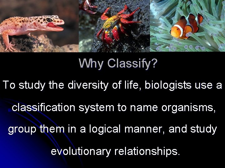Why Classify? To study the diversity of life, biologists use a classification system to