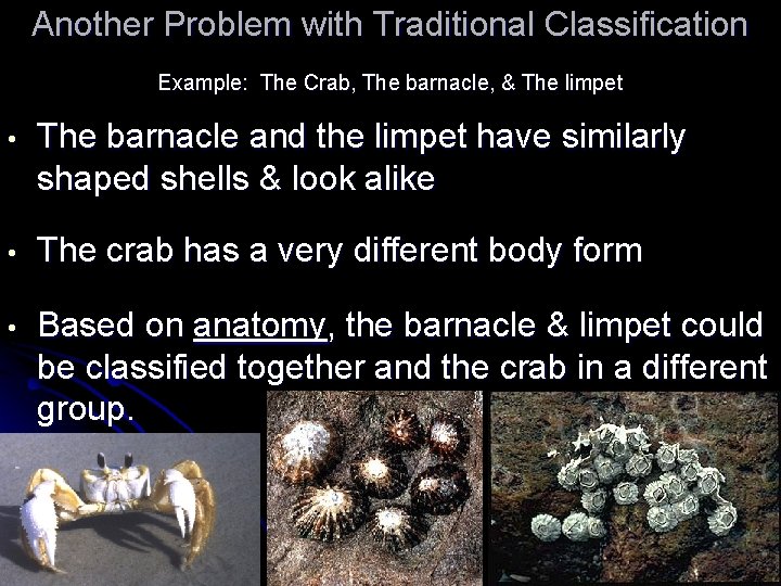 Another Problem with Traditional Classification Example: The Crab, The barnacle, & The limpet •