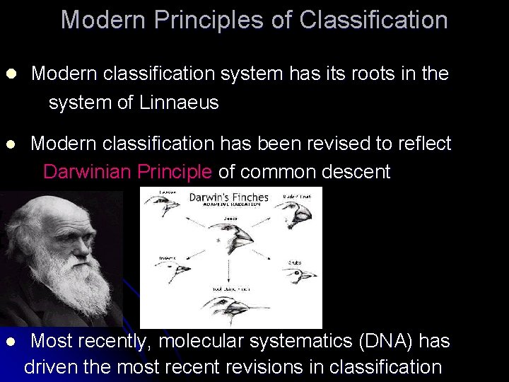 Modern Principles of Classification l Modern classification system has its roots in the system