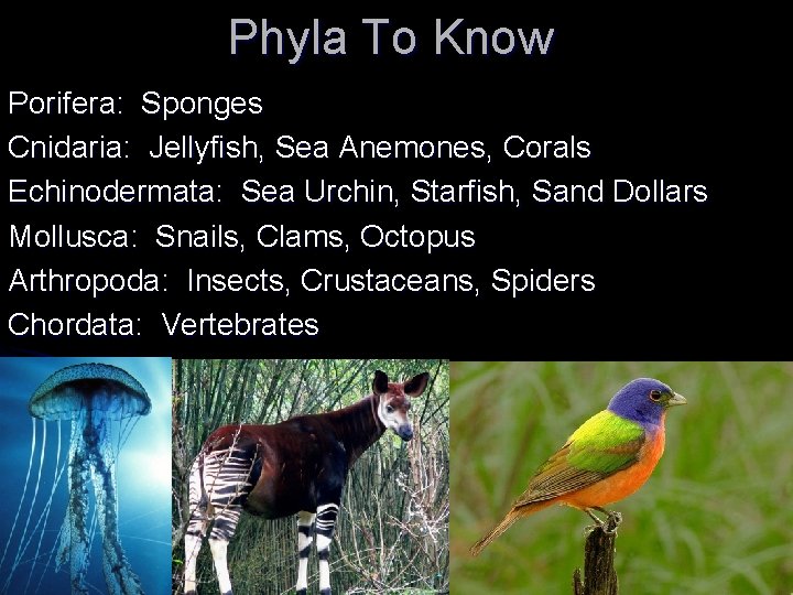 Phyla To Know Porifera: Sponges Cnidaria: Jellyfish, Sea Anemones, Corals Echinodermata: Sea Urchin, Starfish,