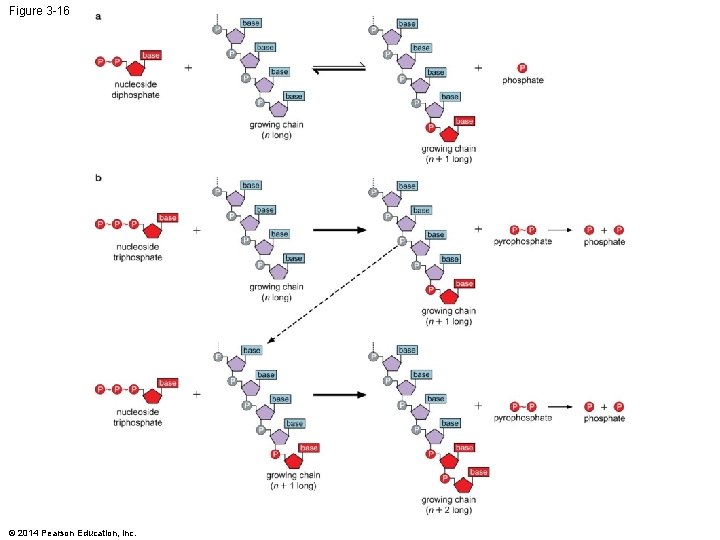 Figure 3 -16 © 2014 Pearson Education, Inc. 