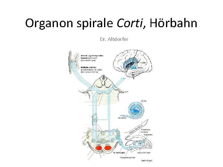 Organon spirale Corti, Hörbahn Dr. Altdorfer 