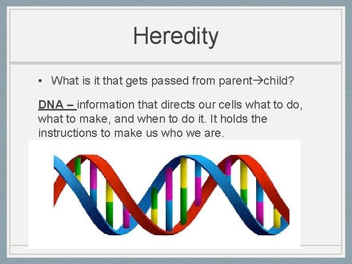 Heredity • What is it that gets passed from parent child? DNA – information