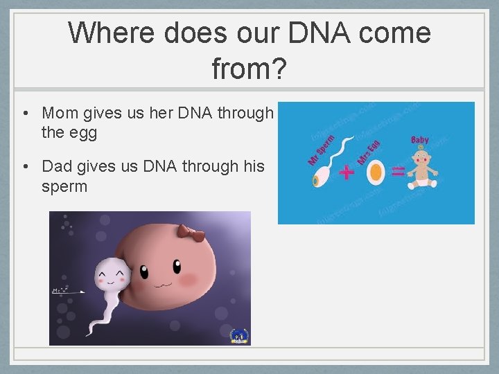 Where does our DNA come from? • Mom gives us her DNA through the