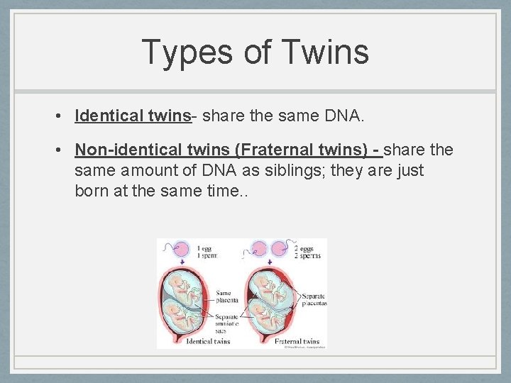 Types of Twins • Identical twins- share the same DNA. • Non-identical twins (Fraternal