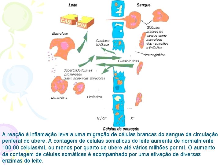 © A reação à inflamação leva a uma migração de células brancas do sangue