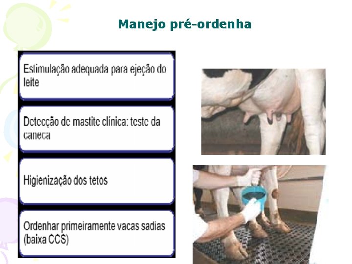 Manejo pré-ordenha 