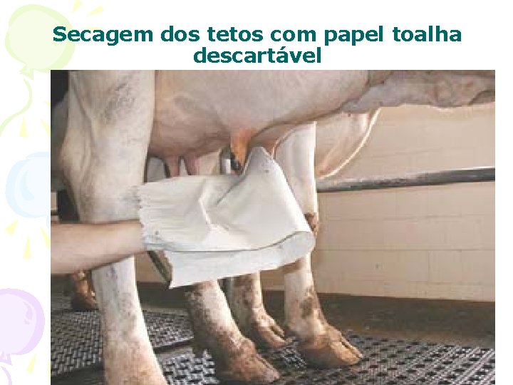 Secagem dos tetos com papel toalha descartável 