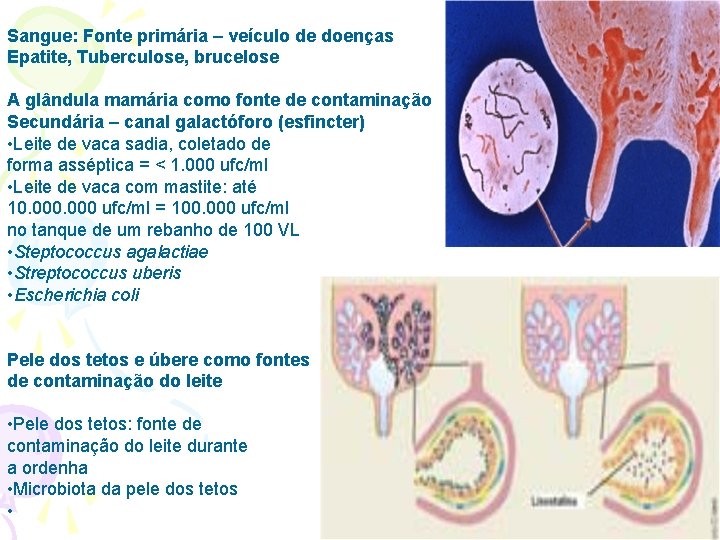 Sangue: Fonte primária – veículo de doenças Epatite, Tuberculose, brucelose A glândula mamária como