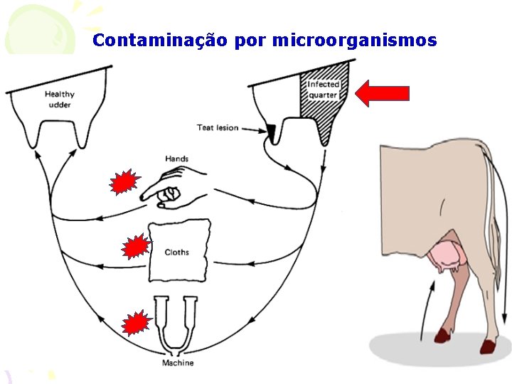 Contaminação por microorganismos 