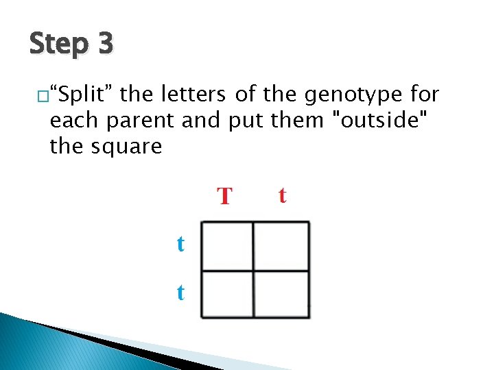 Step 3 �“Split” the letters of the genotype for each parent and put them