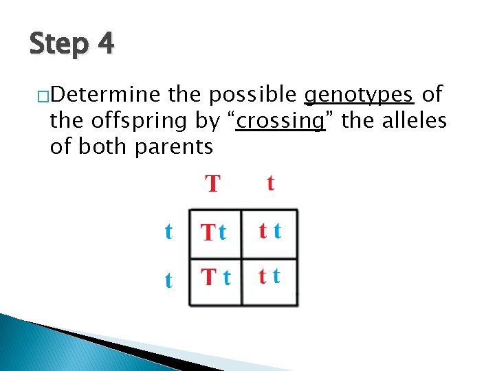 Step 4 �Determine the possible genotypes of the offspring by “crossing” the alleles of