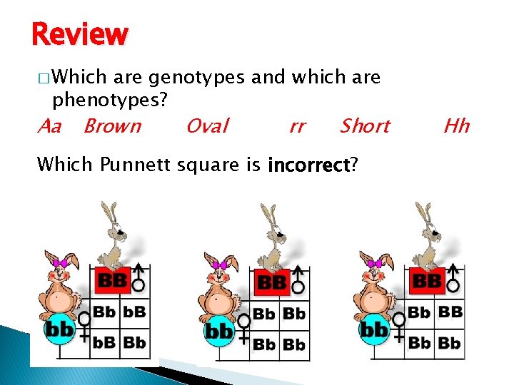 Review � Which are genotypes and which are phenotypes? Aa Brown Oval rr Short