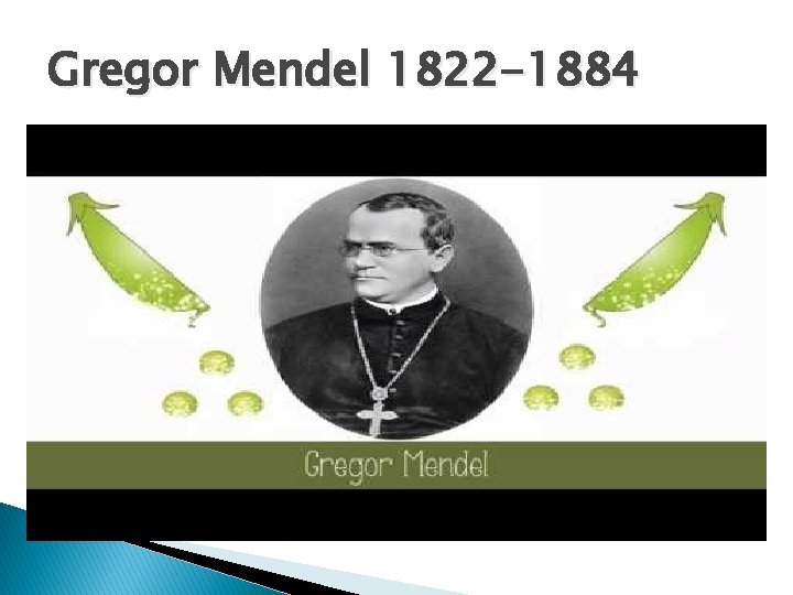 Gregor Mendel 1822 -1884 