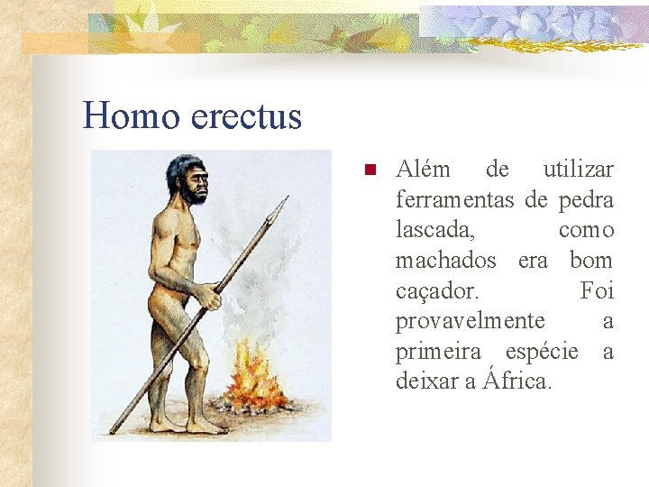 Homo erectus n Além de utilizar ferramentas de pedra lascada, como machados era bom