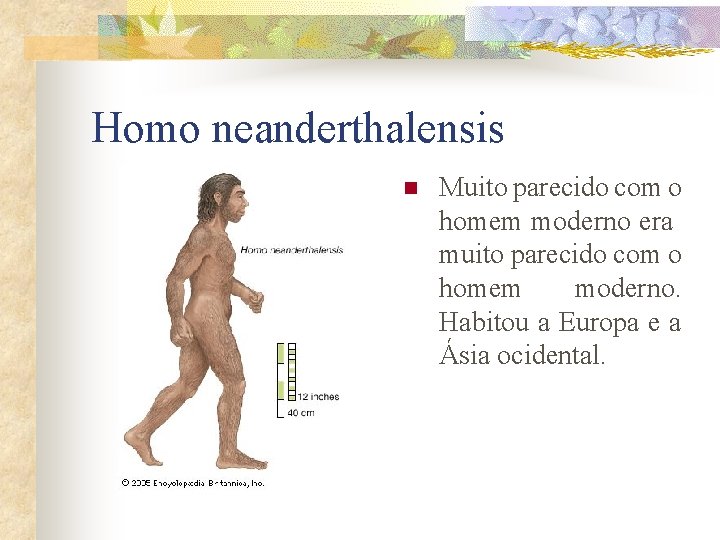 Homo neanderthalensis n Muito parecido com o homem moderno era muito parecido com o