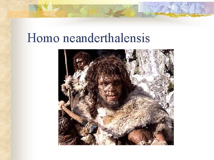 Homo neanderthalensis 