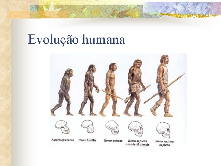 Evolução humana 