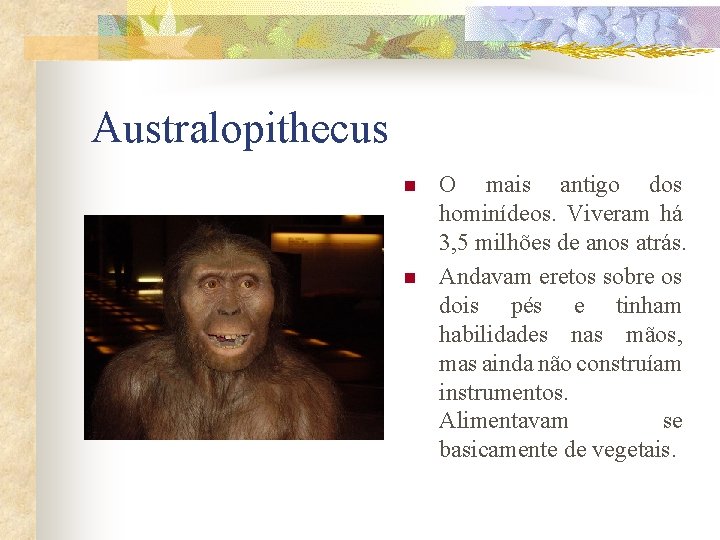 Australopithecus n n O mais antigo dos hominídeos. Viveram há 3, 5 milhões de